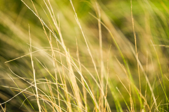 Meadow grass stems sway gently in a natural field. Fine seed heads form a soft, blurred texture. Summer meadow nature background for calm outdoor design and seasonal branding.