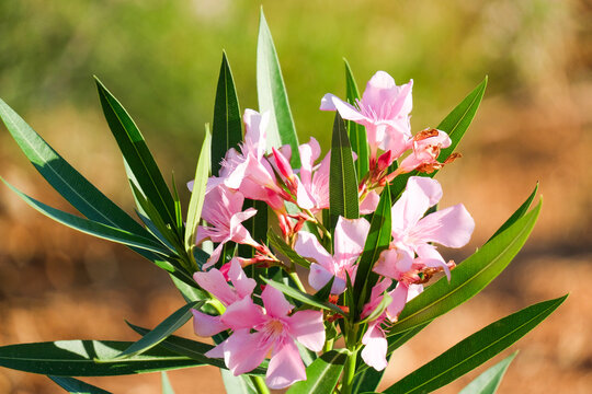 Pink oleander flowers bloom among long, narrow leaves. The clustered blossoms have delicate, overlapping petals. Oleander blooms suit botanical, summer, and Mediterranean garden themes.