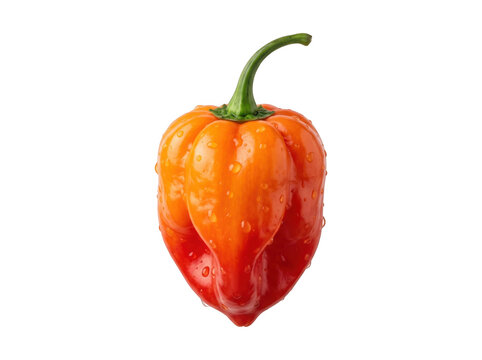 Fresh habanero chili pepper with water drops isolated on transparent background showing vibrant orange and red gradient.
