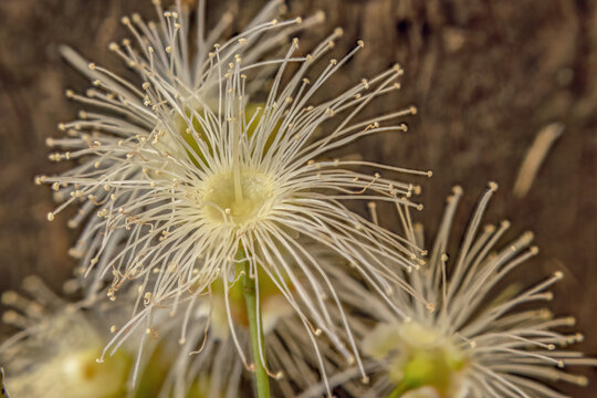 White magenta lilly pilly flowers under a soft light