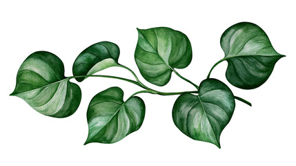 Isolated elegant hand-painted watercolor illustration of a green tropical houseplant vine with lush leaves © Andrei