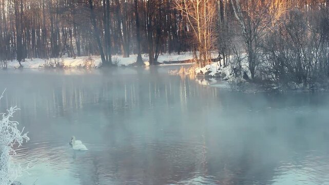 Wild swans swimming steaming river winter forest. Frosty sunrise mist nature.