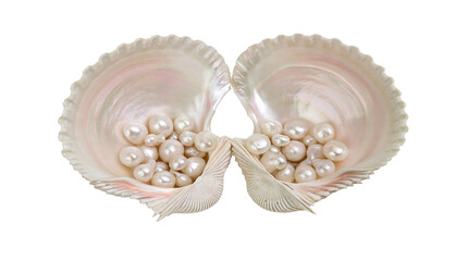 Isolated beautiful open seashells filled with lustrous white pearls, elegant natural marine objects © Andrei