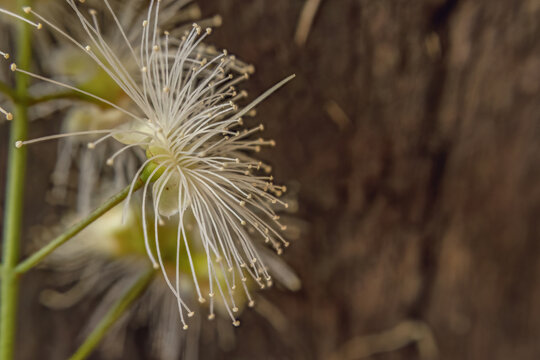 White magenta lilly pilly flowers under a soft light