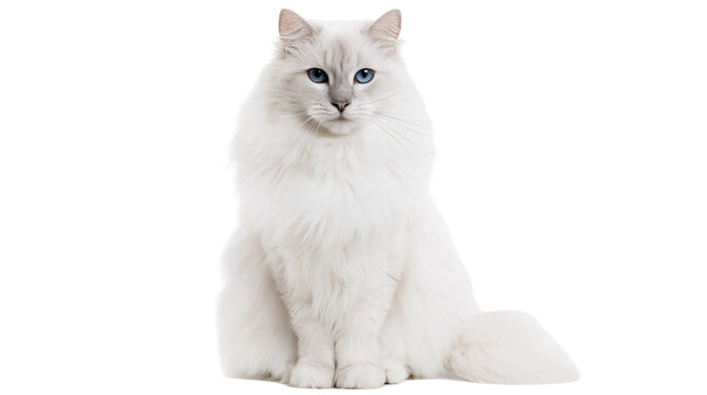 Isolated majestic fluffy white cat with captivating blue eyes, calm domestic feline animal