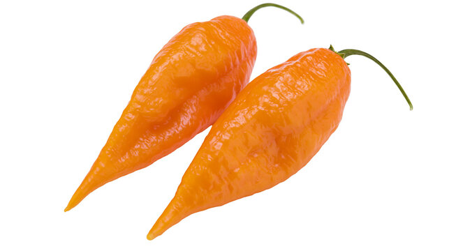 Isolated two orange ghost chili peppers, fresh vibrant and extremely hot spicy food ingredient