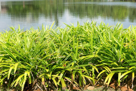 Pandan leaves trees and branch green leaves on natural background.