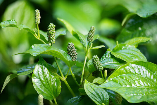 Wildbetal leaf bush or Piper sarmentosum Roxb. branch green leaves and trees on natural background.