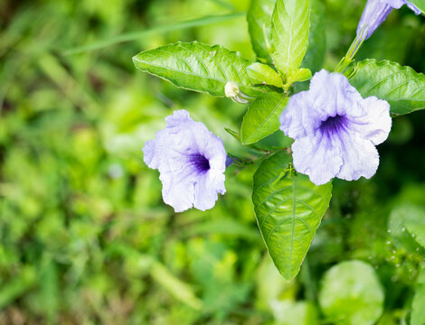Ruellia tuberosa flowers and green leaves on natural background.