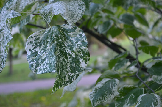 Cercis canadensis &lsquo;Alley Cat&rsquo;  Eastern Redbud tree branches with green-white spoted leaves.Closeup, outdoors,selected focus. 