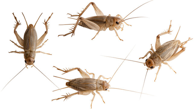 Isolated collection of crickets, showcasing different angles and natural insect form.