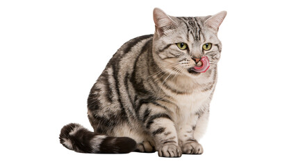 Isolated beautiful domestic American Shorthair tabby cat licking its mouth with tongue © Andrei