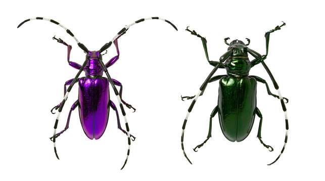 Isolated two colorful metallic longhorn beetles, one vibrant purple and one shiny green insect