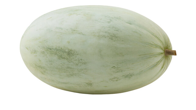 Isolated fresh pale green oblong winter melon or smooth honeydew fruit with natural skin texture