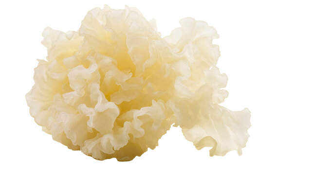 Isolated fresh delicate snow fungus an edible healthy ingredient for Asian cuisine and desserts.