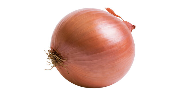 Isolated fresh whole unpeeled brown onion bulb with roots, essential cooking ingredient