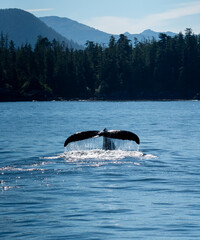 whale tail © Robert