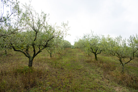 Traditional olive trees growing in a dry field surrounded by lush forest and green hills. A rustic countryside landscape showcasing organic olive farming and Mediterranean agriculture.
