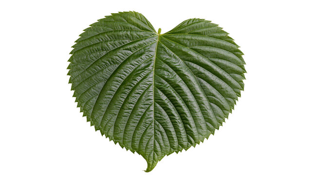 Isolated vibrant green heart-shaped perilla leaf showing detailed veins and textured surface.