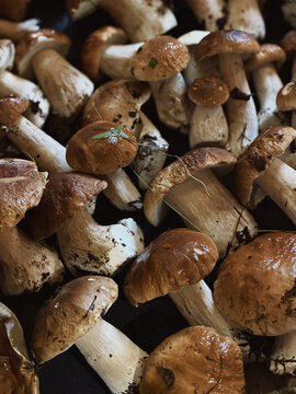 mushrooms in the forest