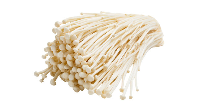 Isolated fresh enoki mushrooms, popular ingredient in Asian cuisine, healthy and organic food.