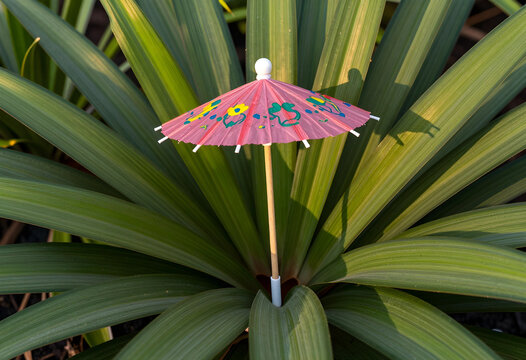Summer vacation and tropical travel concept, small paper cocktail umbrella placed in green pineapple leaves for exotic holiday and refreshment theme