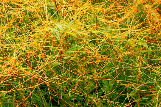 Dodder is a parasitic plant that is totally dependent on other host plants for survival