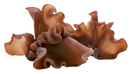 Isolated fresh brown wood ear mushrooms arranged naturally, edible fungi for Asian cuisine. © Oisin