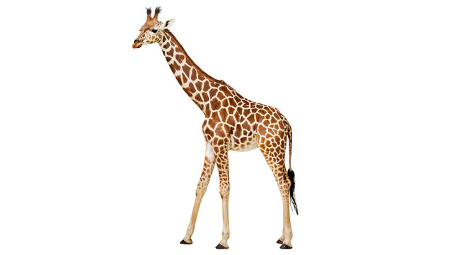 Isolated majestic young giraffe standing tall, showcasing its beautiful spotted coat pattern