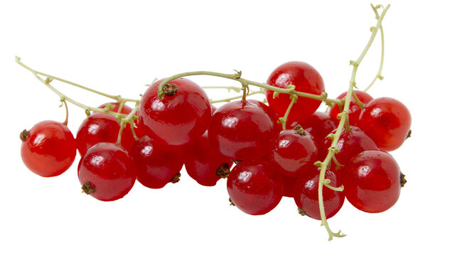 Isolated vibrant red currants, a fresh and delicious bunch for healthy eating and snacking.