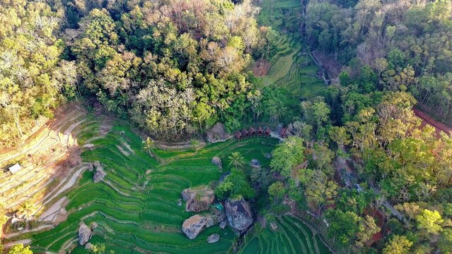 Aerial view of the lush green rice terraces at Gubuk Watuadeg, surrounded by dense forest and large boulders in Kecamatan Dlingo, Daerah Istimewa Yogya, Indonesia.
