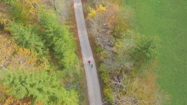 AERIAL TOP DOWN: Woman jogging with her dog along narrow rural road bordered by colorful autumn trees and green fields. Outdoor exercise with furry pet in peaceful countryside setting in fall season.