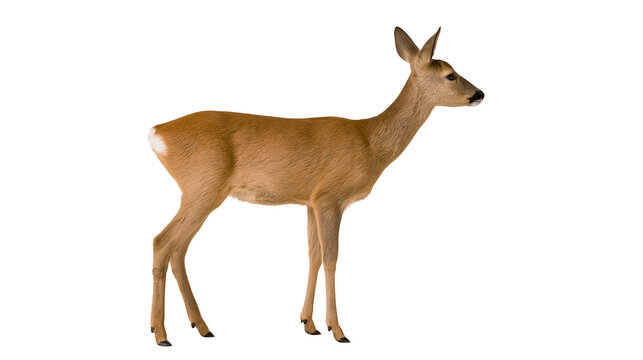 Isolated graceful European Roe deer doe or fawn standing in full length profile view