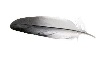 Isolated delicate bird feather displaying a beautiful soft gradient from dark grey to light white. © Conor