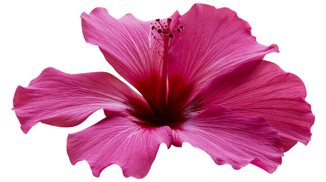 Isolated vibrant pink hibiscus flower with delicate petals and prominent pistil for tropical designs.