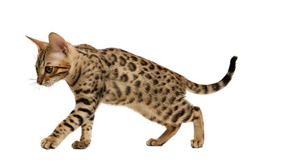 Isolated beautiful domestic spotted feline walking with an alert and curious gaze © Saoirse