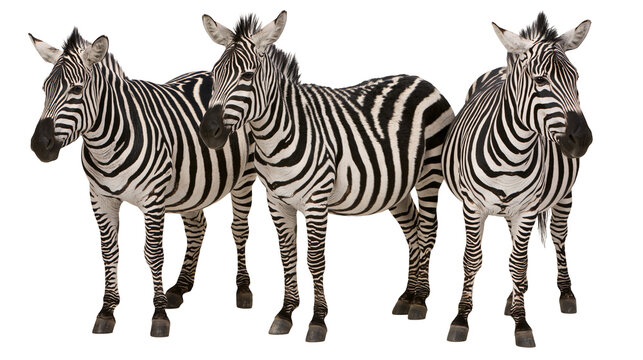 Isolated studio shot of three African striped zebras standing gracefully in a row