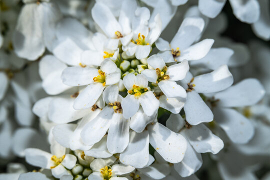 Close-up of Candytuft (Iberis sempervirens) Flowers