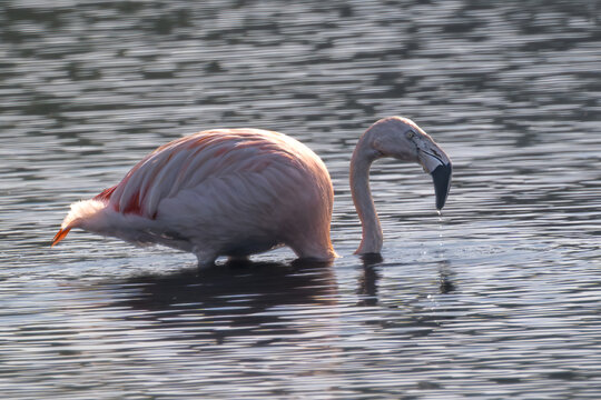 Chilean Flamingo (Phoenicopterus chilensis) in the Zwillbrocker Venn, Germany