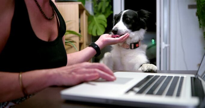 Companion at Work: A woman's hands rest on a laptop keyboard while her dog, a black and white border collie, nudges her hand gently, seeking attention and interaction during a workday.