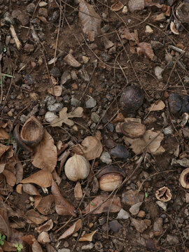 Broken Hickory Nuts on Ground under Tree