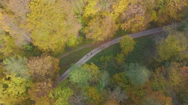 AERIAL: Female runner jogging with her dogs along a winding woodland road surrounded by golden autumn foliage. Curved path cuts through colorful forest in scenic countryside of Dolenjska, Slovenia.