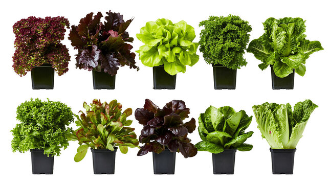 Isolated fresh healthy potted organic leafy green vegetables including lettuce and kale on display.