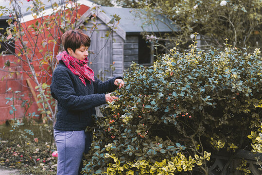 A woman is trimming and caring for plants in autumn time in garden, gardener prepares bushes for winter time in autumn, gardeners works in autumn time in the garden.