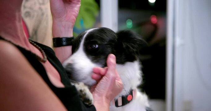 Caring Touch: A gentle hand strokes the face of a black and white border collie dog, showing affection and a close bond between human and animal.