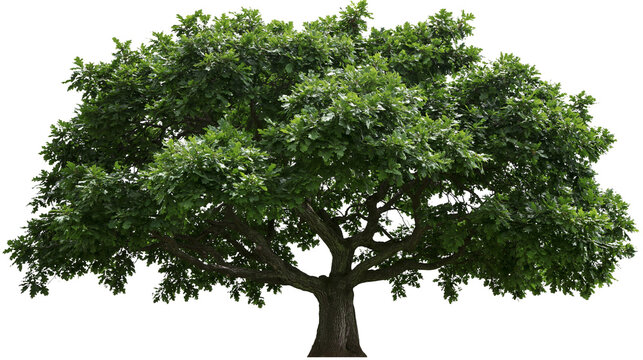 Isolated mature oak tree with vibrant green summer leaves and strong trunk ready for design projects