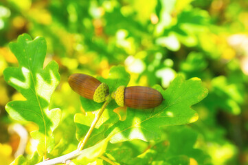 Close-up of mature oak acorns resting on a leafy branch in a forest © Игорь Кляхин