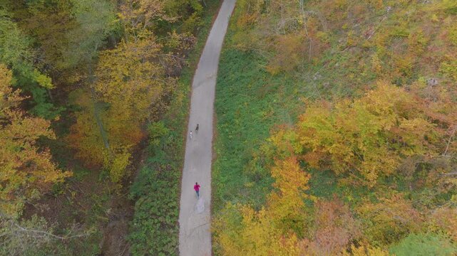 AERIAL: Female runner following two energetic dogs along a narrow forest road where yellow and green autumn trees frame the route. Outdoor exercise and companionship in a vibrant seasonal scenery.