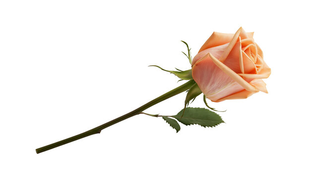 Isolated beautiful fresh peach pink rose with green stem and leaves laying horizontally