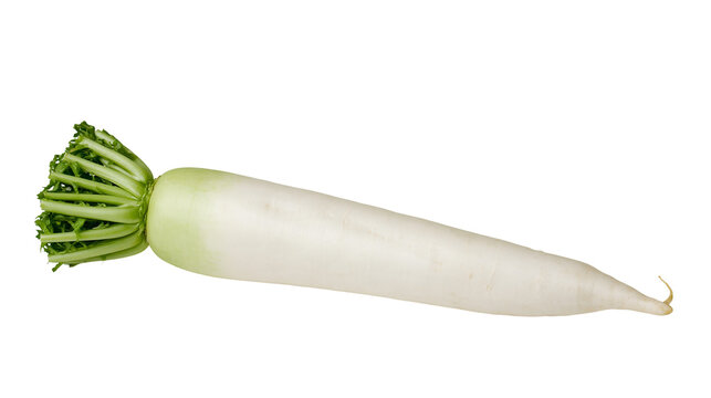 Isolated fresh healthy daikon radish, organic long white root vegetable with green leaves